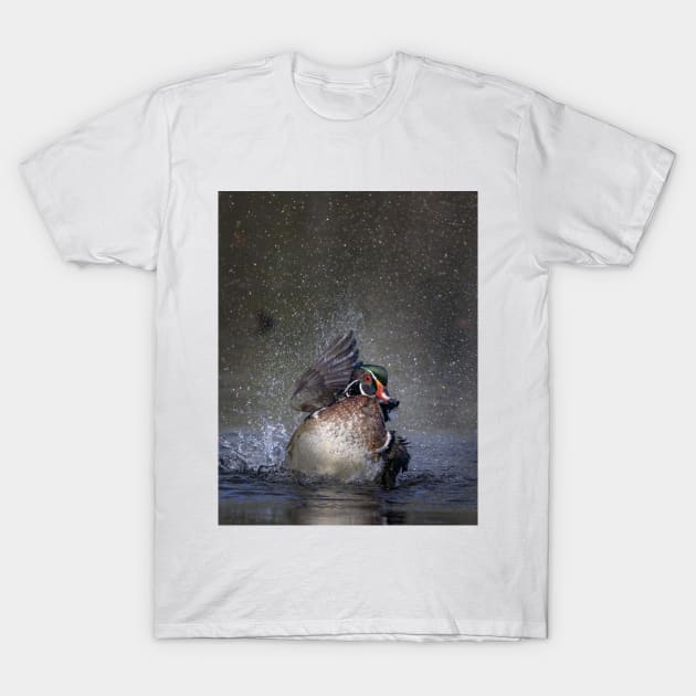 Wood duck bathing and splashing T-Shirt by Jim Cumming